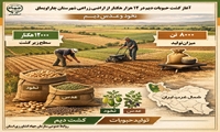 اینفوگرافی/ کشت دیم حبوبات ( نخود و عدس) در ۱۲ هزار هکتار از اراضی چاراویماق 